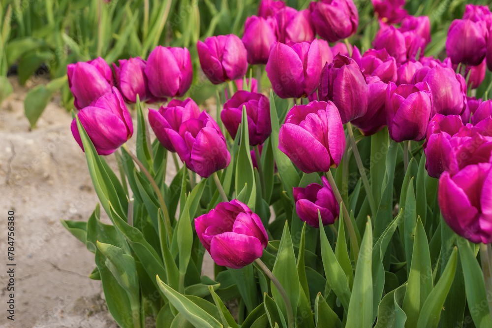 Lots of bright pink tulips on the field. A perfect display of natures beauty and diversity, flower business, floriculture, flowers for holidays, nature