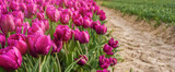 Banner. There are many bright pink tulips on the field. A perfect display of natures beauty and diversity, flower business, floriculture, flowers for holidays, nature
