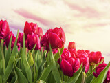 Red tulips bloom in field under a cloudy sky. Sunset, dawn, flower business, floriculture, flowers for holidays, nature