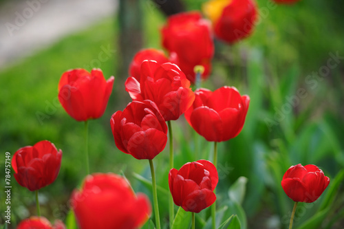 red tulips. Tulip garden blooming on season and filed fill full colorfull of flowers. 