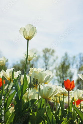 flowers in the field