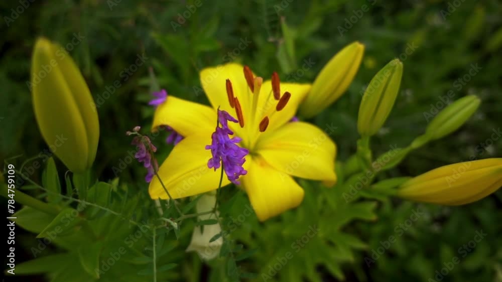 Lilium is genus of herbaceous flowering plants Lilium is genus of herbaceous flowering plants