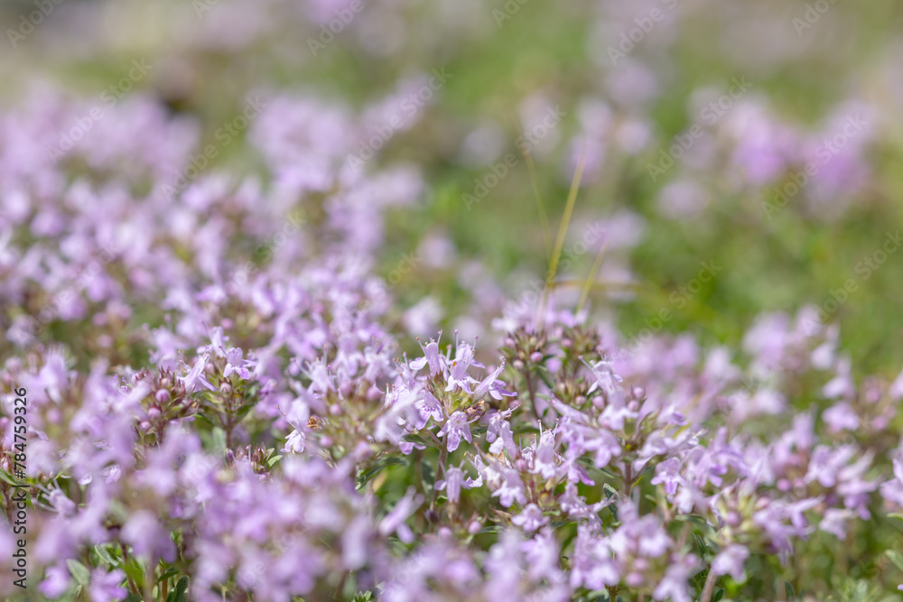 pink thyme blossom closeup background