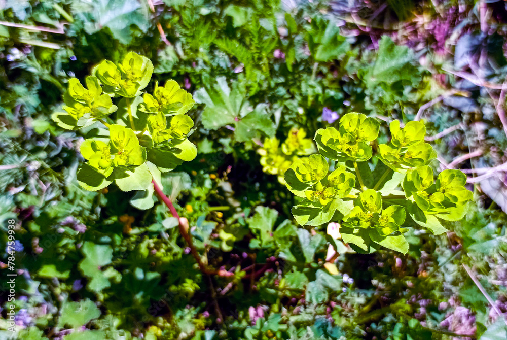 euphorbia helioscopia - sun spurge stock photo euphorbia helioscopia - sun spurge stock photo