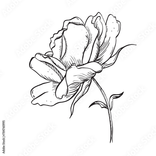 Wild rose flower on stem with leaves. Vector hand drawn floral illustration of blooming rosehip in outline style. Sketch