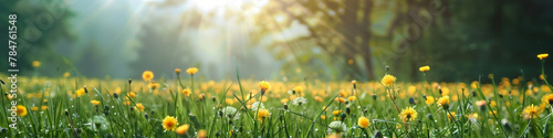 Beautiful flowers of yellow dandelions in nature in warm summer or spring on meadow in sunlight  macro. Long horizontal banner. Nature floral background in summer.