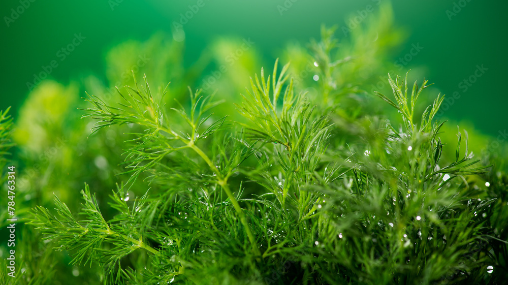 Fototapeta premium Dill aromatic fresh herbs. Bunch of fresh green dill close up, condiments. Vegetarian food, organic. Anethum graveolens macro shot, over green background 