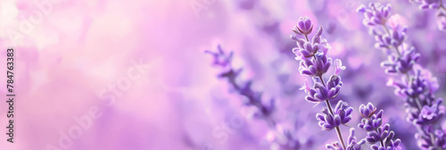 Close up of purple lavender flowers on violet background. Copy Space. Generative AI