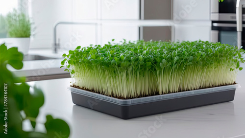 A tray of lush microgreens on a modern kitchen counter, showcasing indoor gardening and fresh, homegrown produce as part of a healthy, sustainable lifestyle.