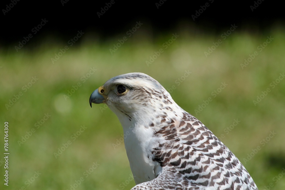 Fototapeta premium white hawk closeup portrait with green forest on background