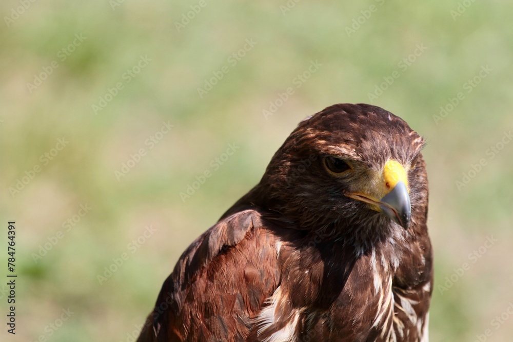 Obraz premium brown hawk portrait