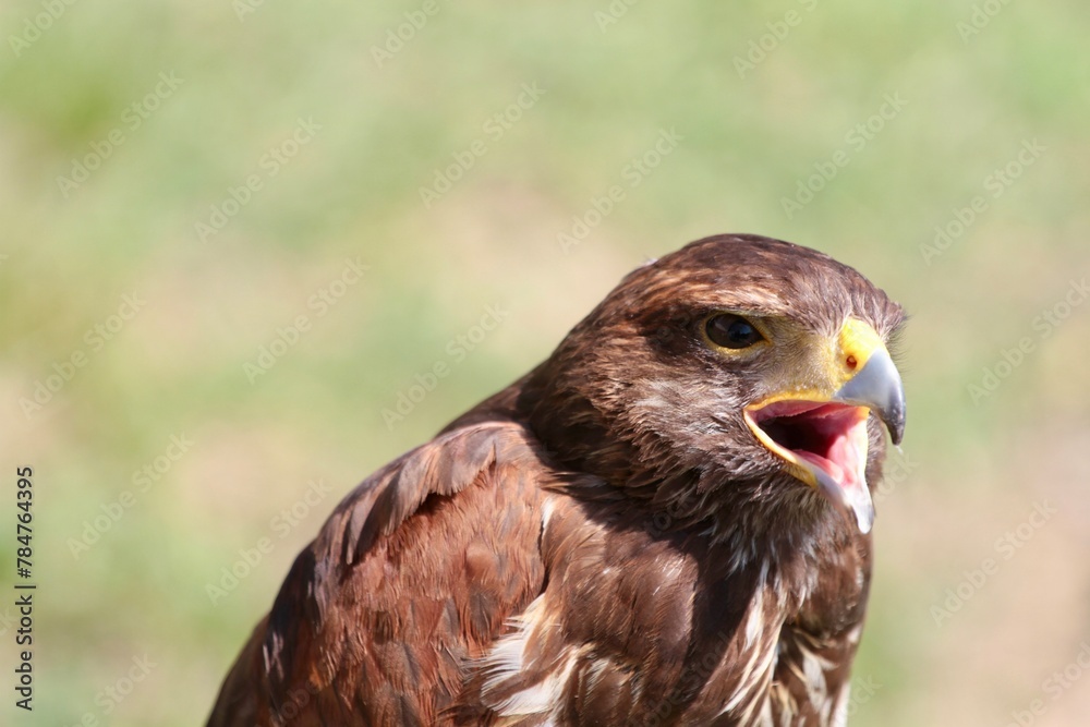 Obraz premium brown hawk portrait