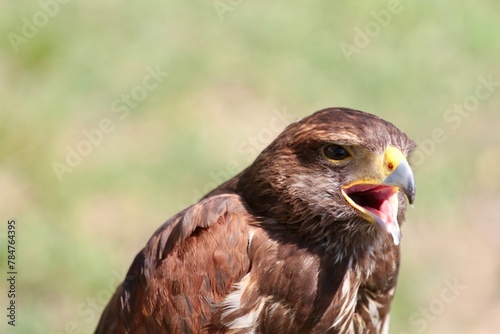 brown hawk portrait
