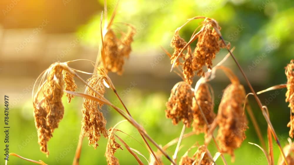 Scirpus cyperinus, commonly known as woolgrass, is herbaceous emergent that is native to eastern United States and eastern Canada. It is include cottongrass bulrush and brown woolly sedge. Scirpus cyperinus, commonly known as woolgrass, is herbaceous emergent that is native to eastern United States and eastern Canada. It is include cottongrass bulrush and brown woolly sedge.