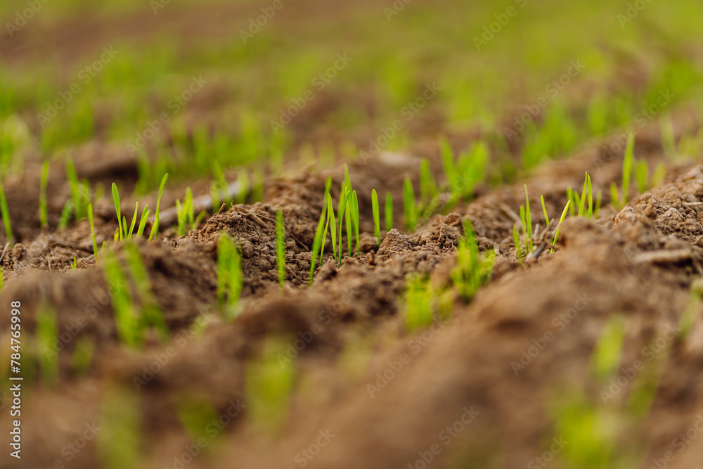 Close up of young Green wheat growing in soil. Agriculture, gardening, business or ecology concept. Close up of young Green wheat growing in soil. Agriculture, gardening, business or ecology concept.