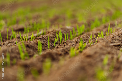 Close up of young Green wheat growing in soil. Agriculture, gardening, business or ecology concept.