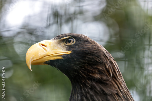 Steller's Sea Eagle (Haliaeetus pelagicus) - Endemic to coastal northeastern Asia