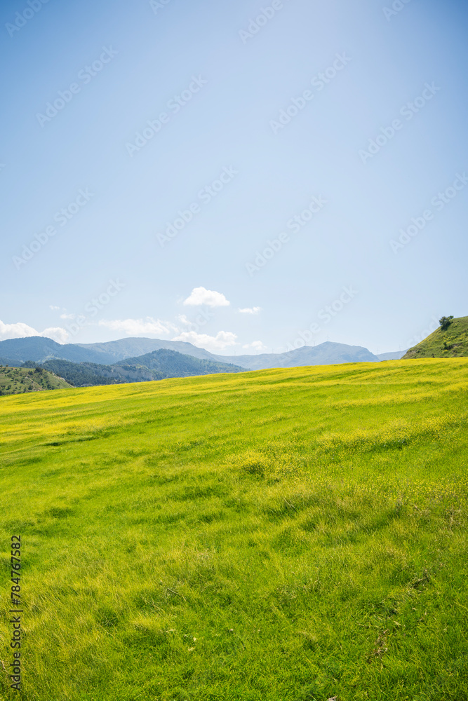 Fototapeta premium Spring, Spring wheat field, A plain full of spring flowers, A person who walks in a field full of spring flowers, A couple walking in a field full of flowers, A woman walking in a field full of spring
