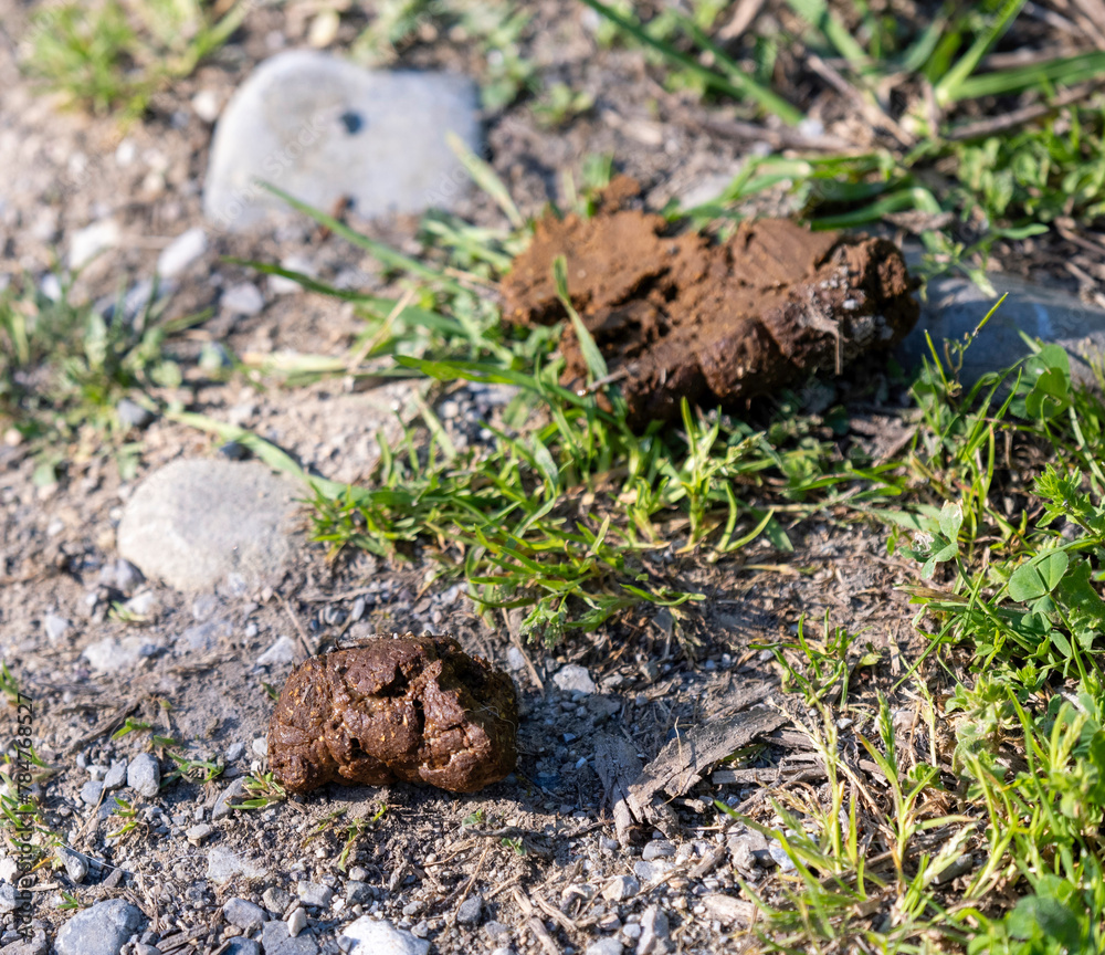 Obraz premium Brown lumps of dry dog shit on the lawn. Pile of dog shit on the city lawn. Defecate dog on green grass close-up. Dog poop on the green grass in the park.