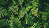 Close up wild green fern leaves in the forest, beautiful nature background. Texture wallpaper 