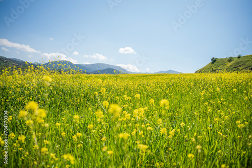 Spring  Spring wheat field  A plain full of spring flowers  A person who walks in a field full of spring flowers  A couple walking in a field full of flowers  A woman walking in a field full of spring