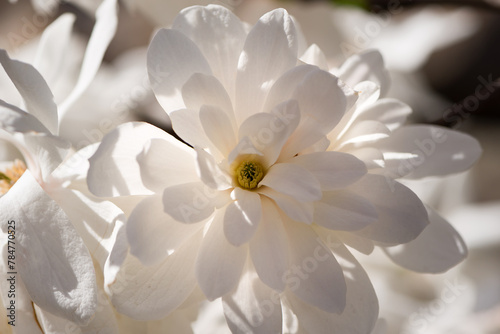 Beautiful magnolia tree blossoms in springtime. Gentle white magnolia flower against sunset light. © Hanna Aibetova