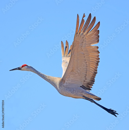 Sandhill crane in flight above the marsh, Dundee, Quebec