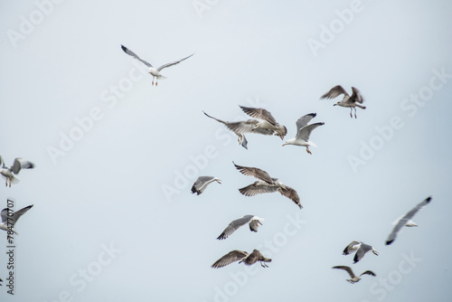 Seagulls in flight in the port waiting for the fishing boats