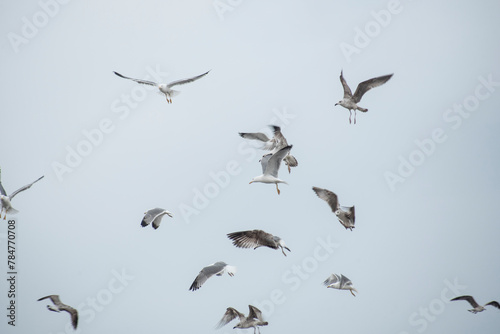 Seagulls in flight in the port waiting for the fishing boats photo