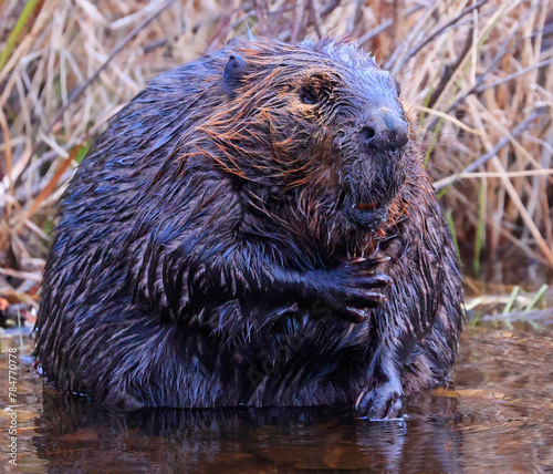 A close up portrait view of an North American beaver standing up on the lake