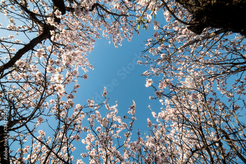 Almond blossoms with the sky in the background