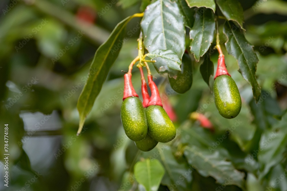 Fruits of an Ocotea tenera tree