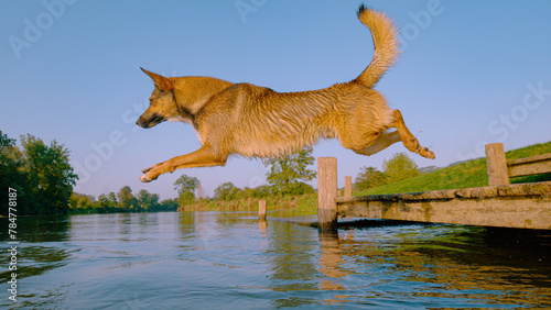 CLOSE UP: Dog flies in the air as he jumps off the wooden river pier into water © helivideo