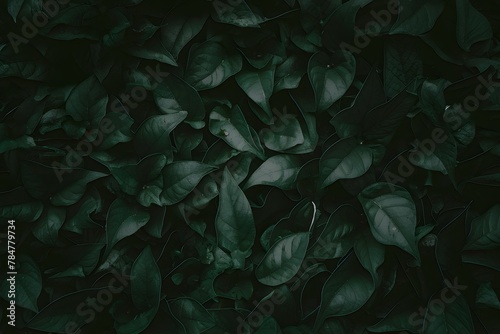 Dark green leaves agnst a dramatic black background