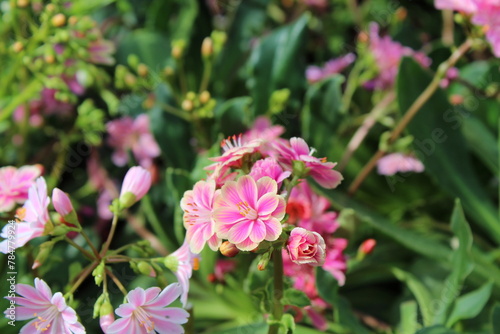 Pink lewisia. Macro. 