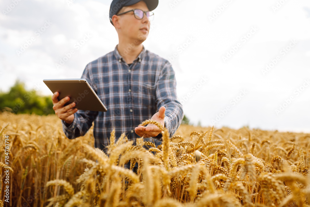 Farmer using digital tablet while standing in his growing wheat field. Smart farm. Farmer using digital tablet while standing in his growing wheat field. Smart farm.