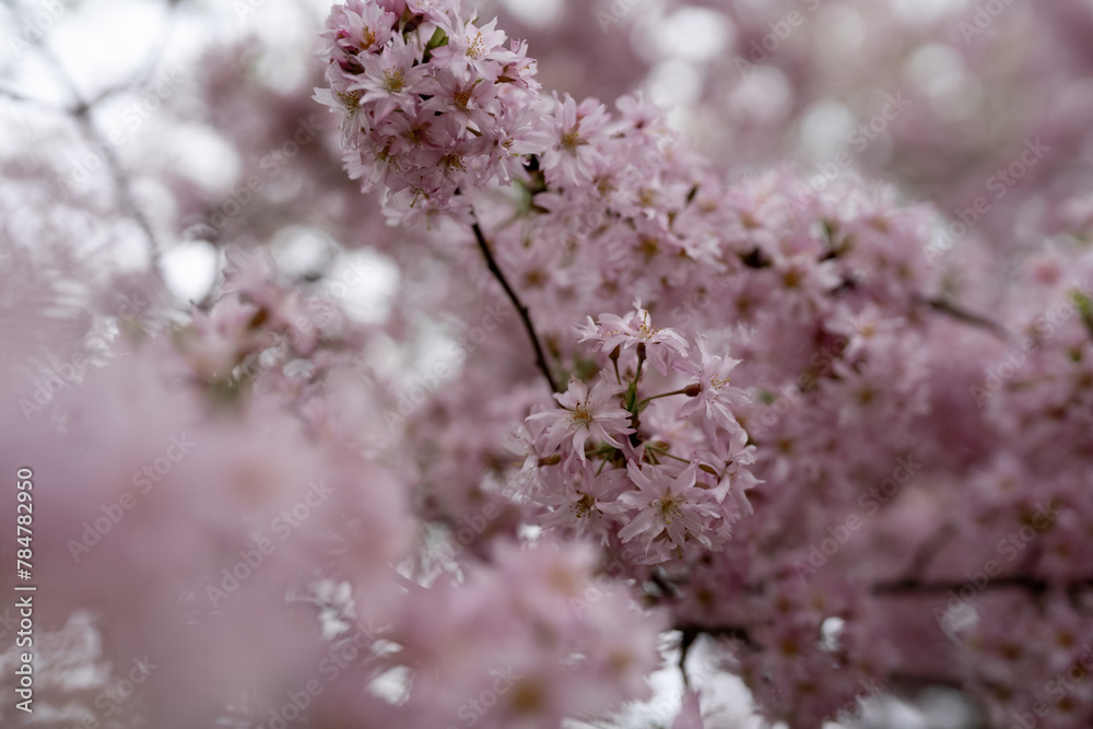 blossom in spring