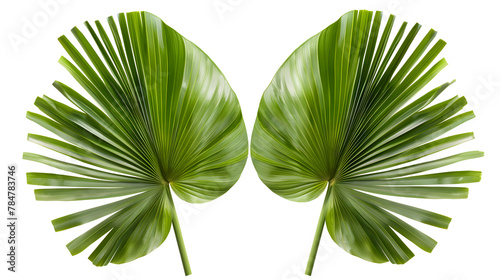 Green fan palm leaves. Palm fronds isolated on white background