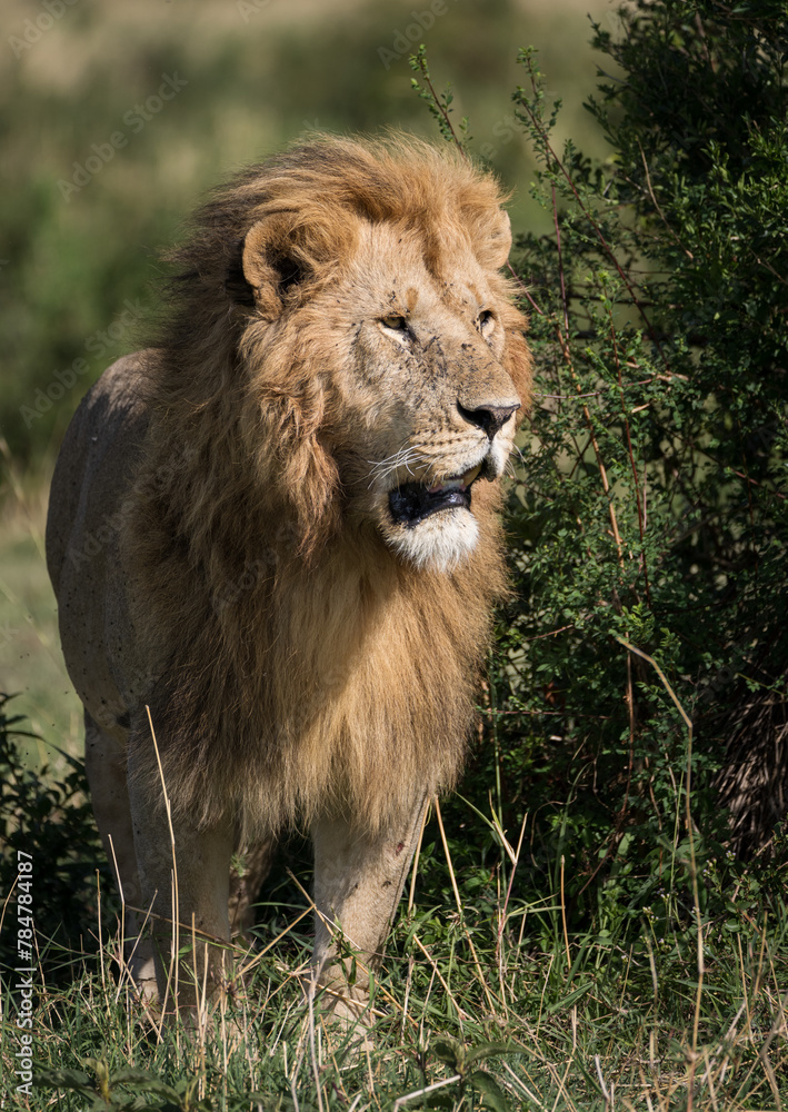 The King The King