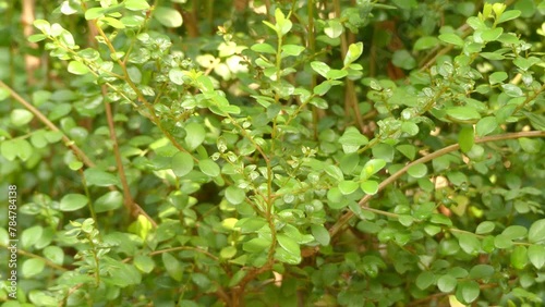 Myrsine africana (Cape myrtle, African boxwood or thakisa) is species of shrub in Primulaceae family. It is indigenous to Macaronesia, Africa and South Asia. photo