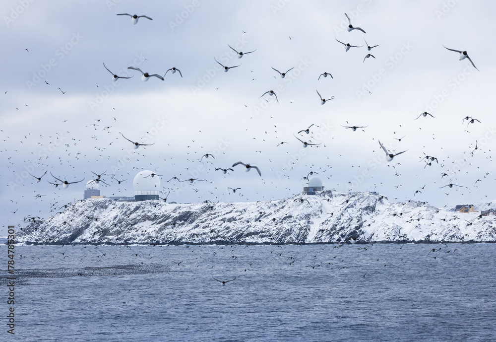 Fototapeta premium Vardo, Norway: large flock of birds at the seaside