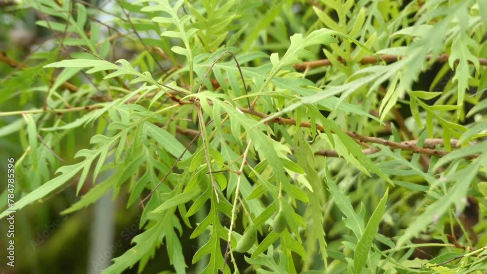 Lomatia silaifolia, commonly known as crinkle bush Lomatia silaifolia, commonly known as crinkle bush