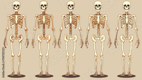 Vector human Skeleton bones 2d flat cartoon vactor