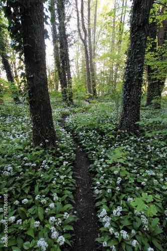 Fototapeta Naklejka Na Ścianę i Meble -  Bärlauchblüte im Wald