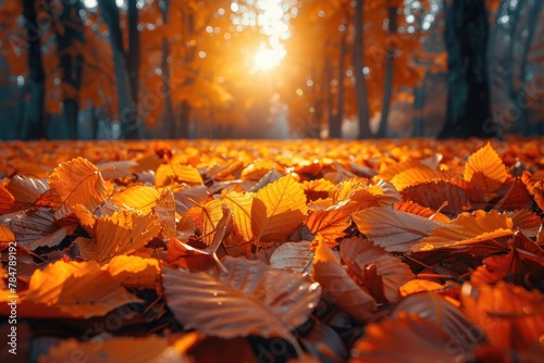 Red and Orange Autumn Leaves Background. orange fall leaves in park  sunny autumn natural background