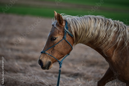 Pferd läuft am Knotenhalter über ein Feld, Detail