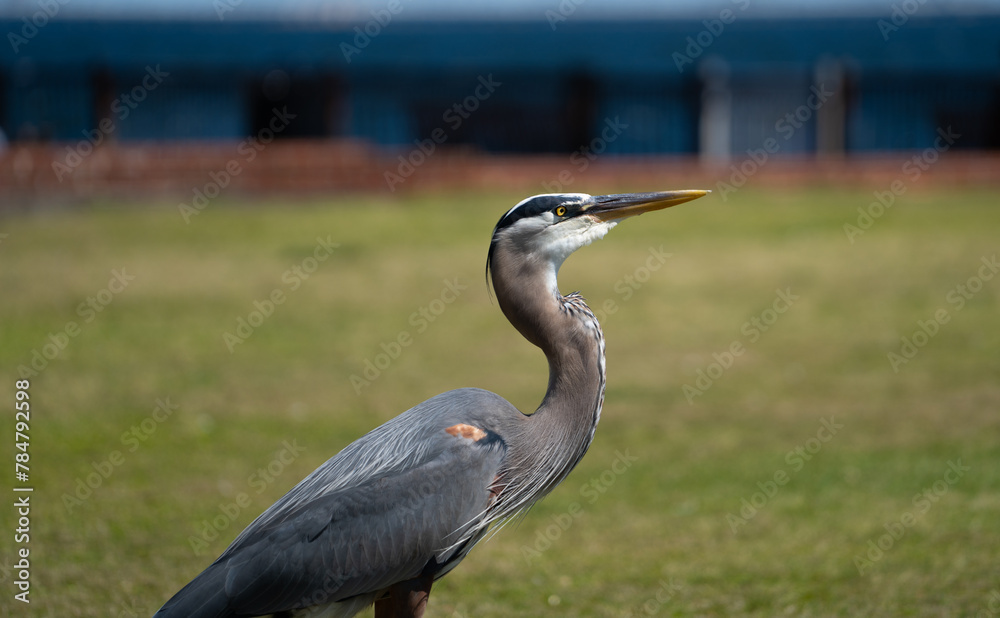 Fototapeta premium egret looking at the sea