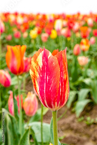 Fire Red and Orange Bloominng Tulip Flower in Field at Woodburn Tulip Farm in Oregon