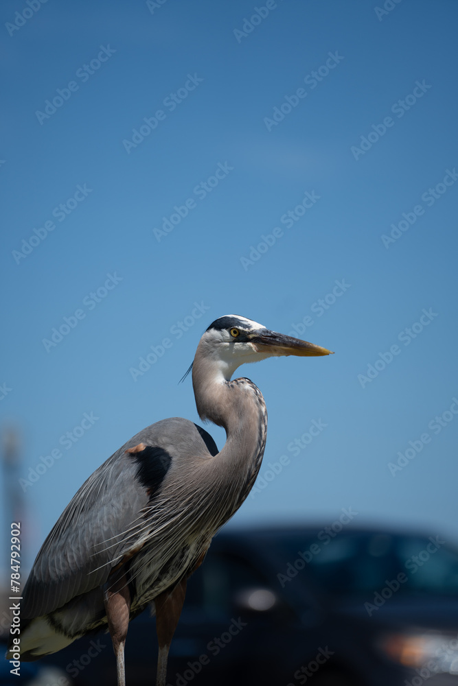 Fototapeta premium Egret in the park
