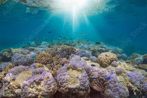 Underwater sunlight on a coral reef with tropical fish in the south Pacific ocean, natural scene, New Caledonia, Oceania